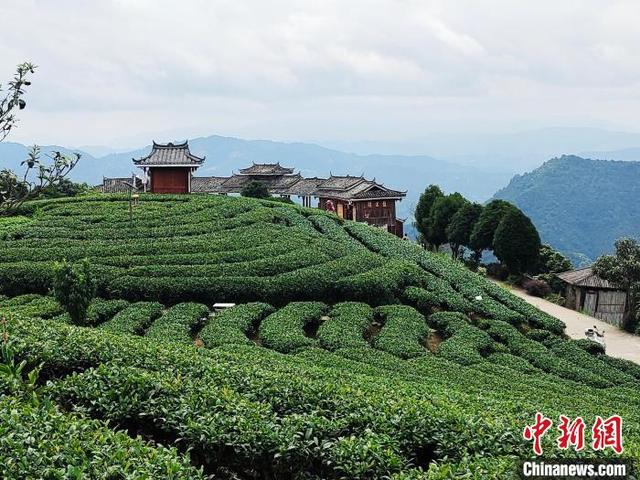 广西三江县“侗茶村”数千亩茶园美如画卷