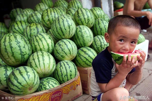 种植的西瓜不够甜，如何提高含糖量？学会这4招，西瓜甜如蜜