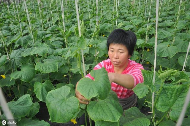 日光温室栽培机械化成为大势所趋，机械化生产贯穿各个过程