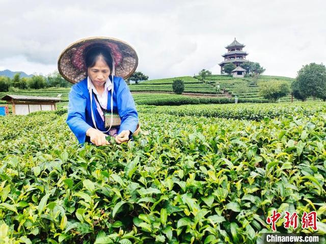 广西三江县“侗茶村”数千亩茶园美如画卷