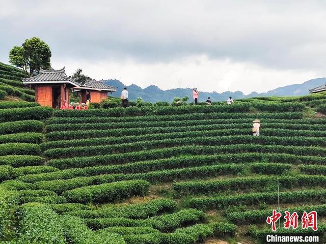 广西三江县“侗茶村”数千亩茶园美如画卷