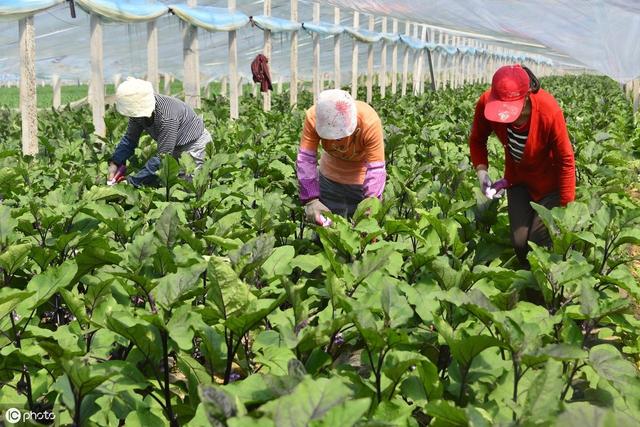 日光温室栽培机械化成为大势所趋，机械化生产贯穿各个过程