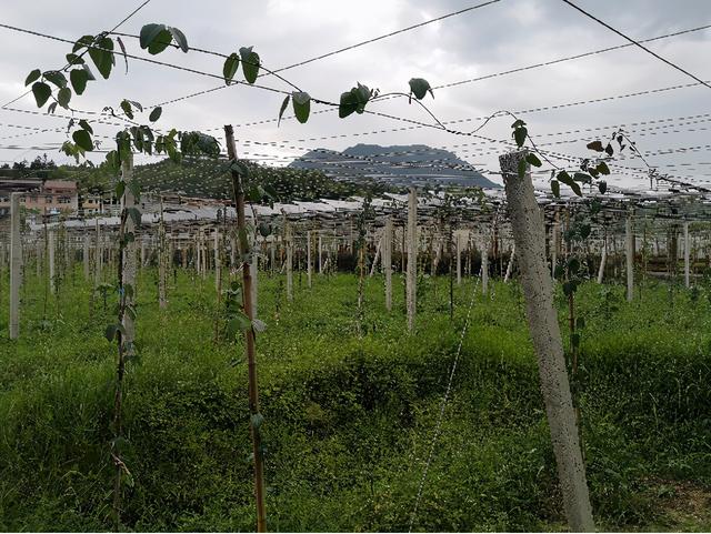 八月瓜种植技术简介