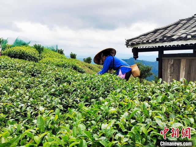 广西三江县“侗茶村”数千亩茶园美如画卷