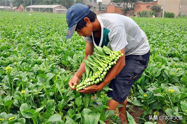 菜心高产栽培关键技术，种植方法及管理技术要点，菜农必看