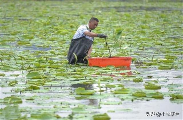 「促进农业增产增收」以陕西省大荔县黄河滩区为例，莲藕种植技术