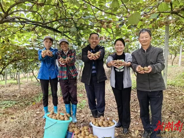 丰收桂阳丨高山猕猴桃丰收 “绿果子”种出好日子