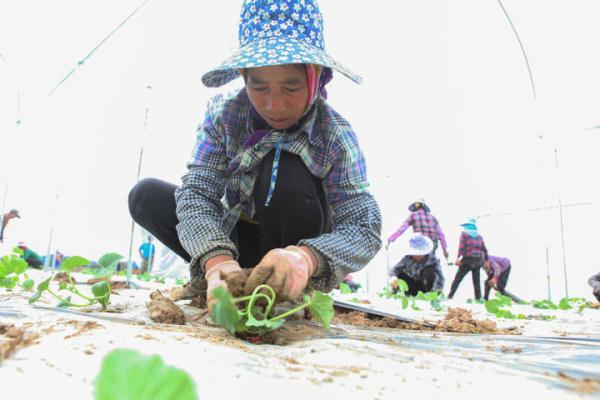 云南西双版纳：瓜果蔬菜种植忙