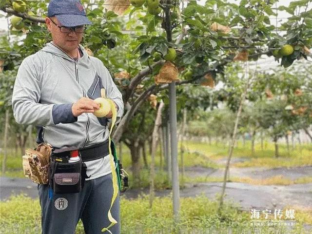 浙大博士在海宁农村13年守一片果园，当红的这水果藏着秘密