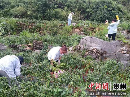 清镇市卫城镇顺河村：小辣椒种出火红“钱景”