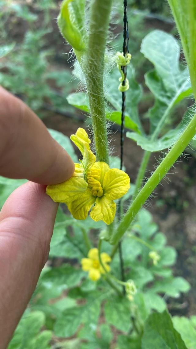 小吊瓜人工授粉过程图解