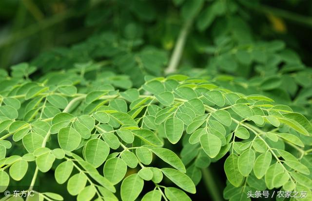 广西辣木种植辣木加工助脱贫：一片辣木，改变一个村