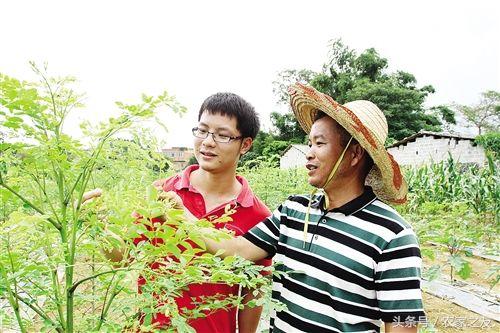 广西辣木种植辣木加工助脱贫：一片辣木，改变一个村