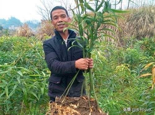 黄精被称为“仙人植物”，能抗衰老，能长生，你知道怎么种植吗？