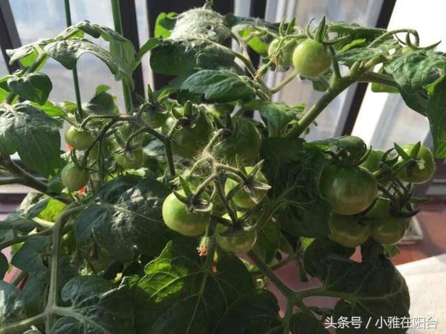 8个阳台种菜的小诀窍，学会了，你也能种出旺盛的菜，成种菜高手