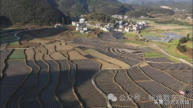 贵州麻江：冬闲田不闲 土豆种植忙