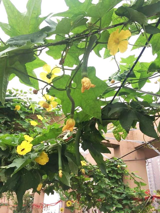 在阳台上栽种丝瓜，取一杯丝瓜汁，赏一幅黄花绿瓜的景象