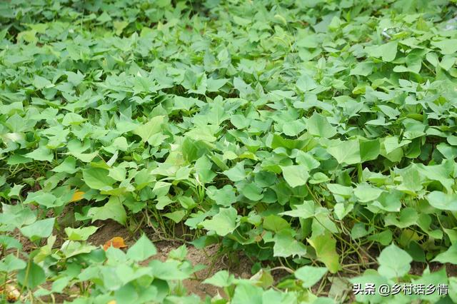 种植地瓜和马铃薯，老农分享几个方法，简单实用，年年获得高产