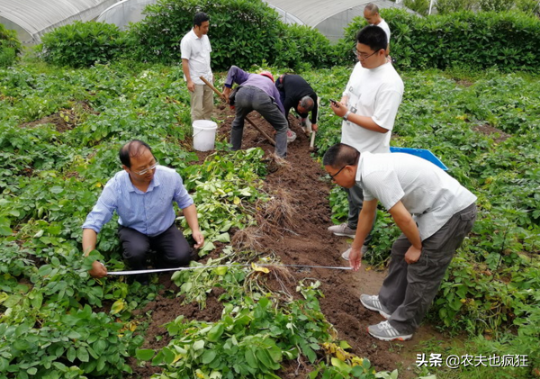 亩产5000斤，富含花青素，1斤卖5元很畅销，为何很少人种植？