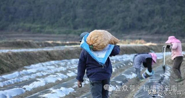 贵州麻江：冬闲田不闲 土豆种植忙