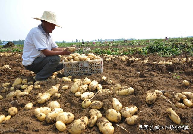 种土豆想高产，不妨试试这套种植管理方案