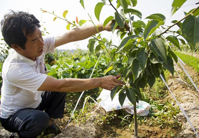 都说“立春好栽树，栽树不过清明节”，过年后，梨树就需要栽植了