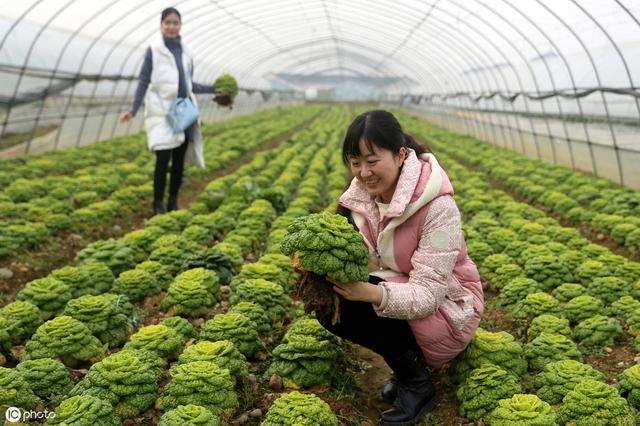 九月种好黄心菜，冬季再也不愁没有绿色蔬菜吃