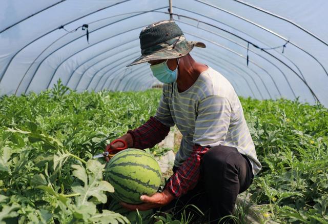 本地种植、平价销售……金山这里的“梦中情瓜”颇受青睐