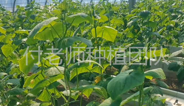 做水培瓜果种植，换茬操作也简单，省工省力成本低