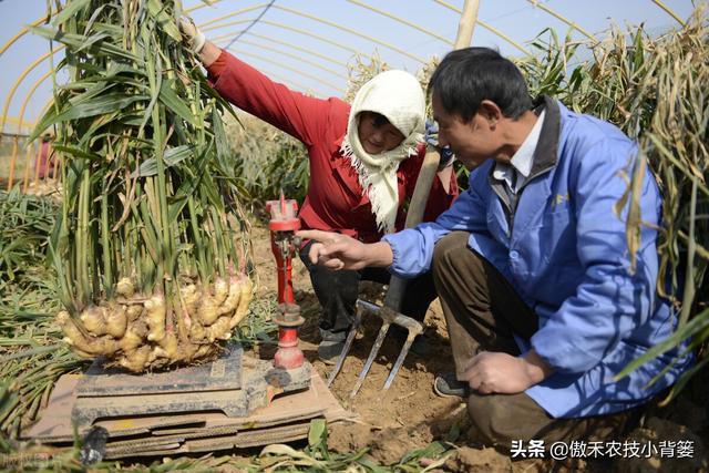 大姜怎样种植才能更高产？大姜膨大期管理应当抓住哪几个重点？