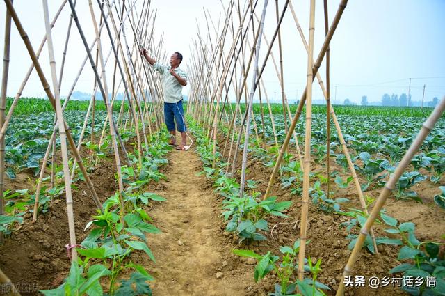 让豆角挂满架，这几个方法不能不学，从头到尾教你种植和管理