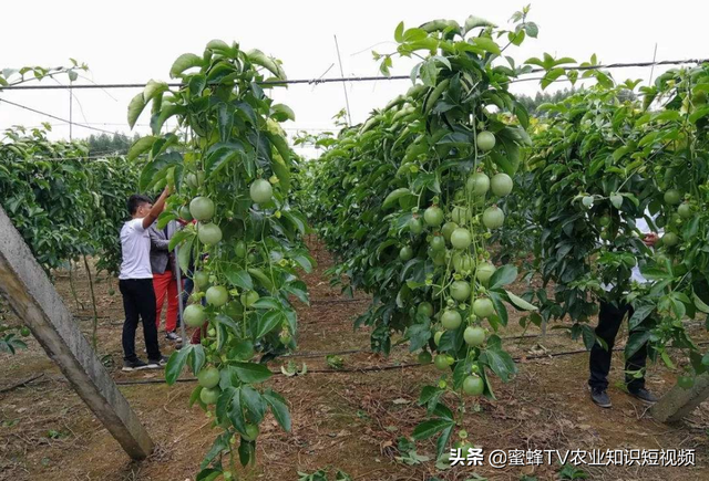 百香果全套栽培技术，建议种植户收藏备用