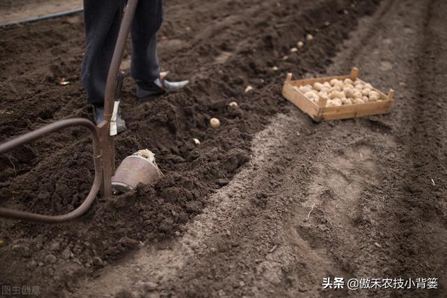 种土豆想高产，不妨试试这套种植管理方案