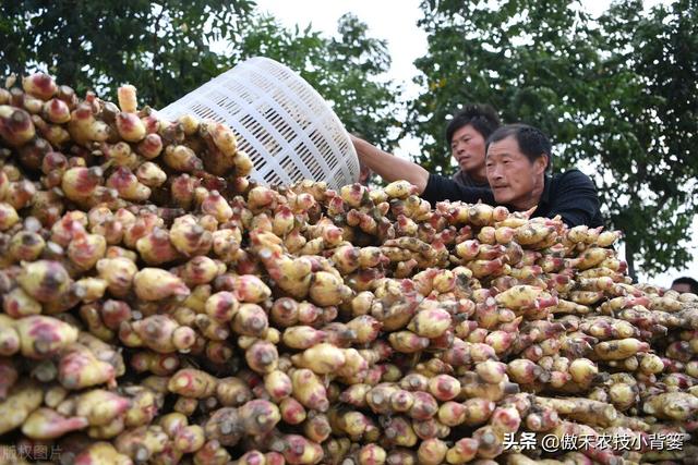 大姜怎样种植才能更高产？大姜膨大期管理应当抓住哪几个重点？