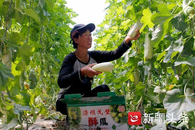 工作队助力 山东酥瓜首次在新疆种植成功迎来上市