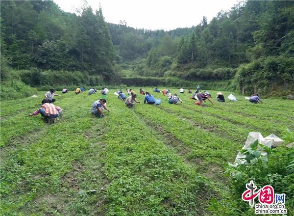 湖南绥宁：扶贫路上“姐妹花”为种植户增收