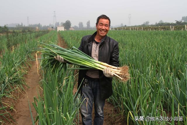 大葱一年种植几次？具体什么时间种植？播种育苗有哪些技术要点？