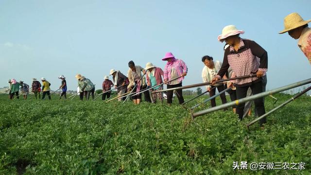 种植100亩艾草，需要投资多少本钱，现实收益和理论收益差距大吗