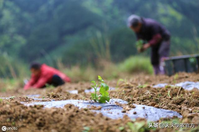 怎样才能使百香果高产？定植、搭架、整形修剪、肥水管理要到位