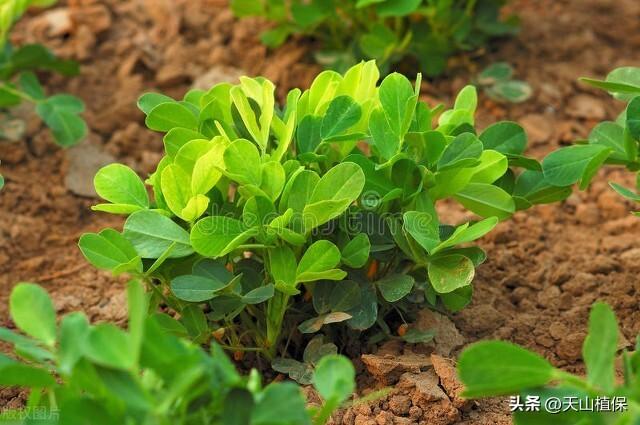 六十三团花生种植技术及种植效益提升策略