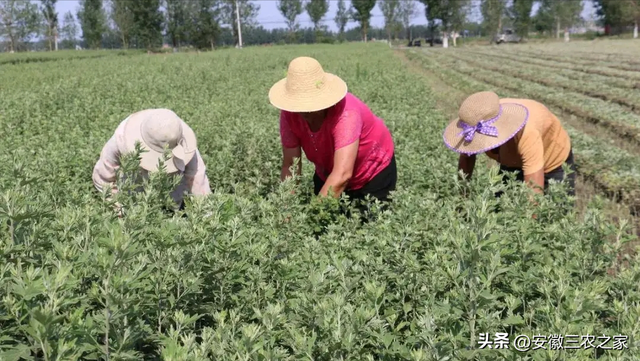 种植100亩艾草，需要投资多少本钱，现实收益和理论收益差距大吗