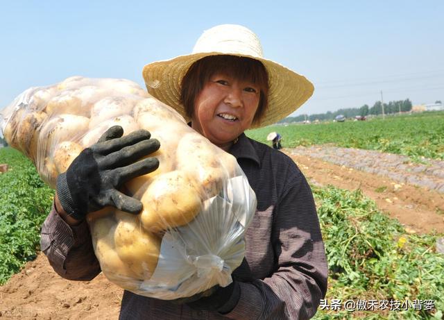 种土豆想高产，不妨试试这套种植管理方案