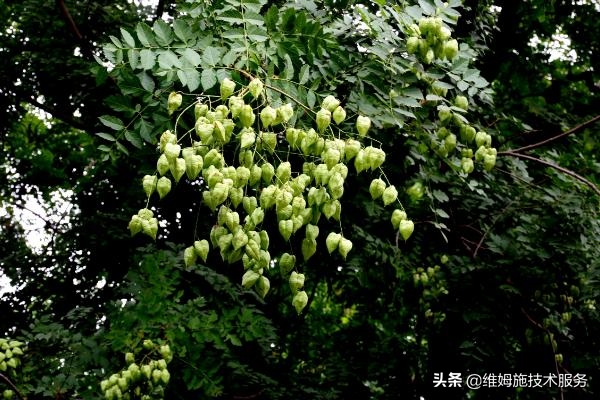 姑娘果的种植技巧，了解这些助你高产