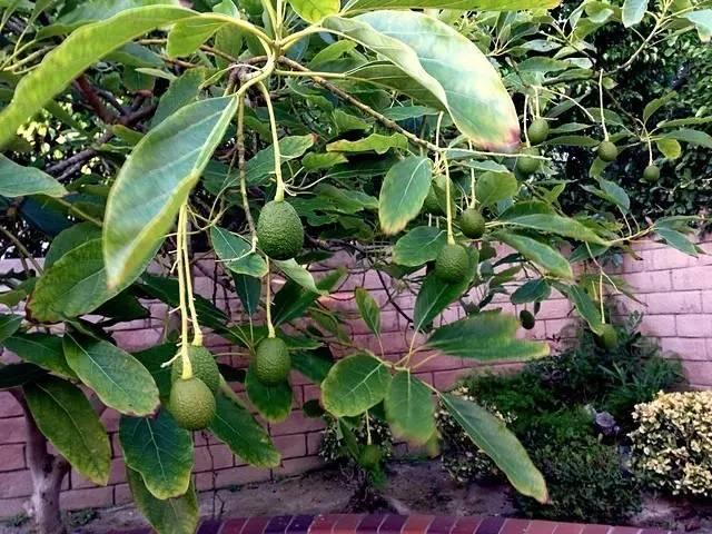 花费大半年时间，牛油果的果核也能养成盆栽