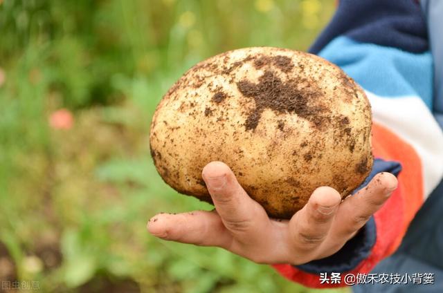 种土豆想高产，不妨试试这套种植管理方案