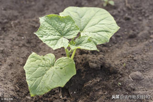 西葫芦冬季大棚怎么种植？这里有最全的技术要点分析（实用）