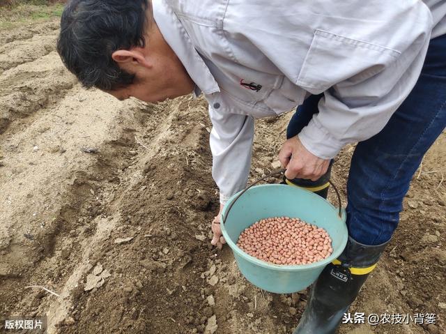 春花生种植做到这7点，发芽出苗快、烂种死棵少，还能有高产