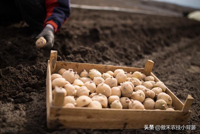 种土豆想高产，不妨试试这套种植管理方案