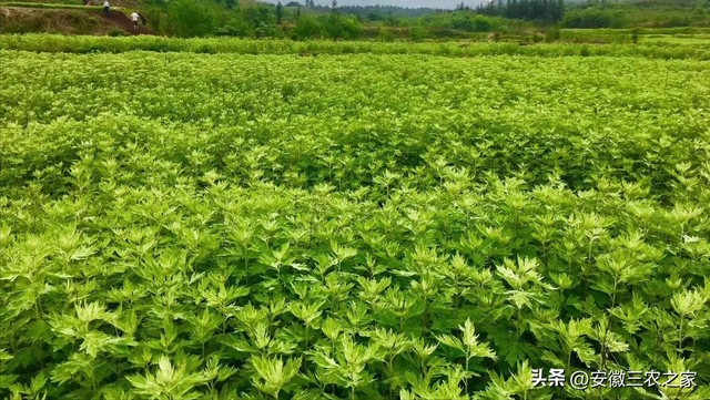 种植100亩艾草，需要投资多少本钱，现实收益和理论收益差距大吗