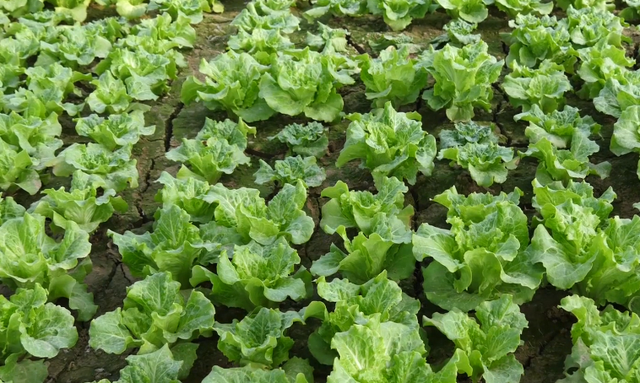 菜园土壤板结，种啥都不长，注意4点，土壤肥沃，蔬菜长势好